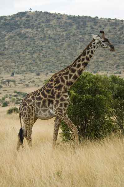 Jirafa - reserva nacional de Masai Mara - Kenia 3.jpg